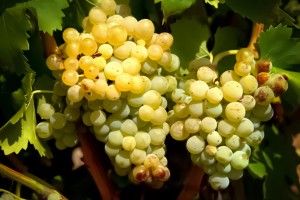 Uva Garnacha Blanca