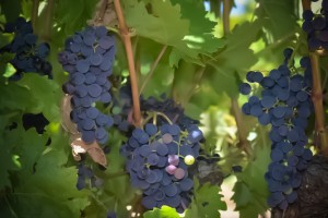 Uva Tempranillo